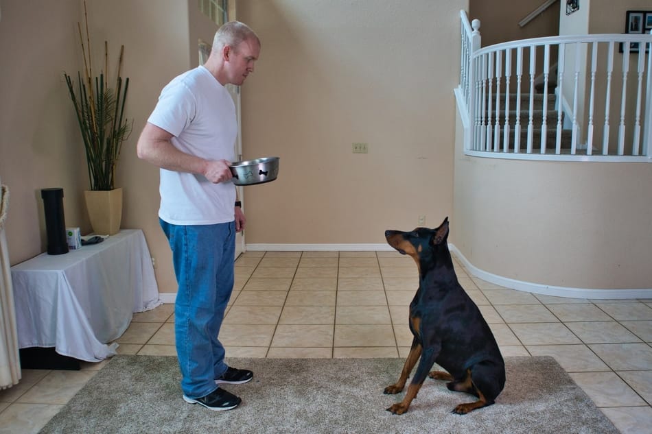 Using feeding time as training motivation for my Doberman.