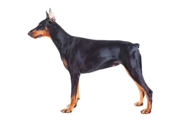 Example of a female Doberman Pinscher.