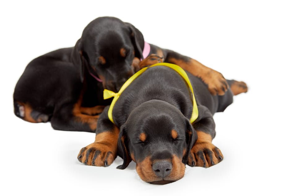 One lazy Doberman puppy asleep.