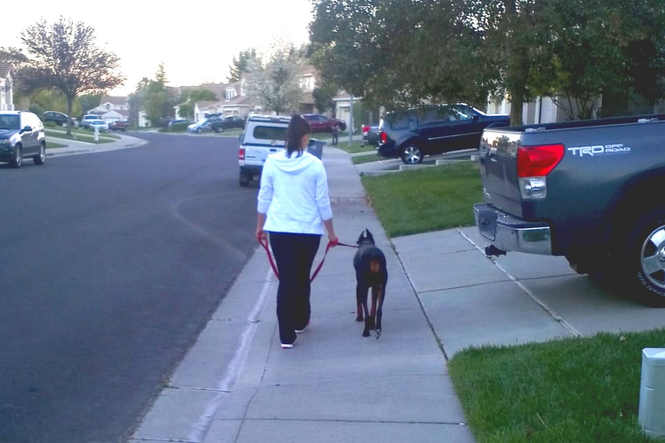 My wife leash training our Doberman Cooper.