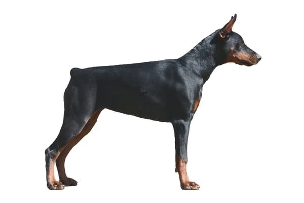 Example of a male Doberman Pinscher.