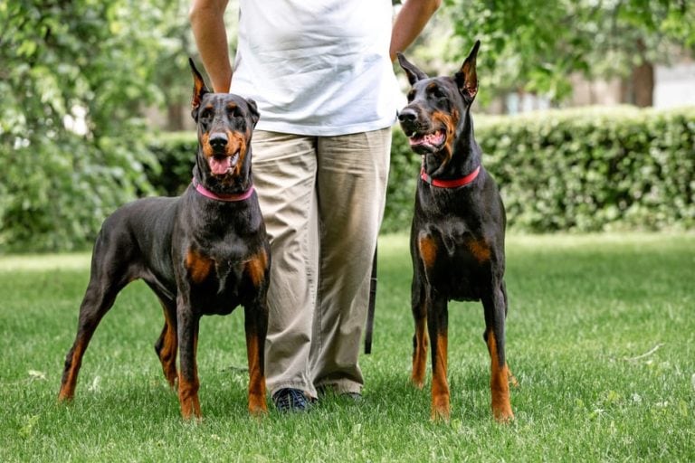 Are Male or Female Dobermans Better Guard Dogs? Doberman