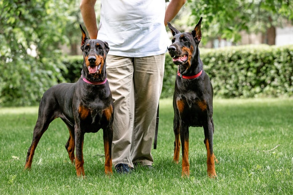 An owner with his male and female Doberman guard dogs.