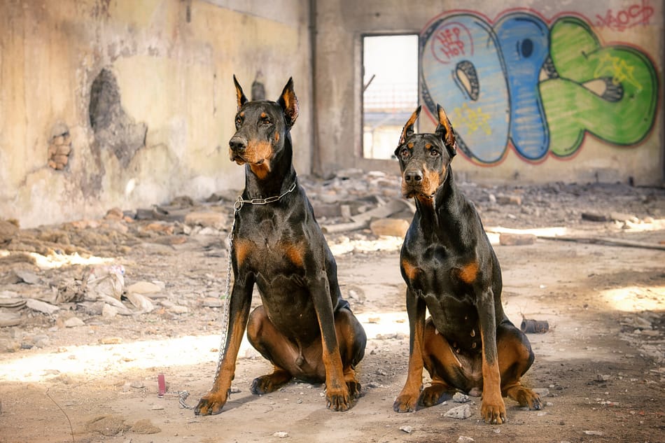 Male and female Doberman sitting together.