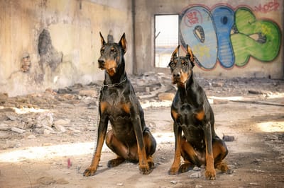male doberman pinscher