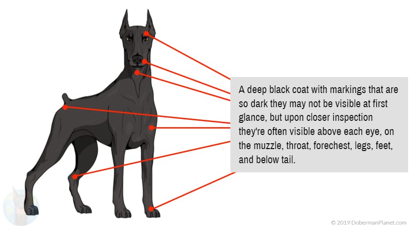 Diagram of the All-Black or Melanistic Doberman