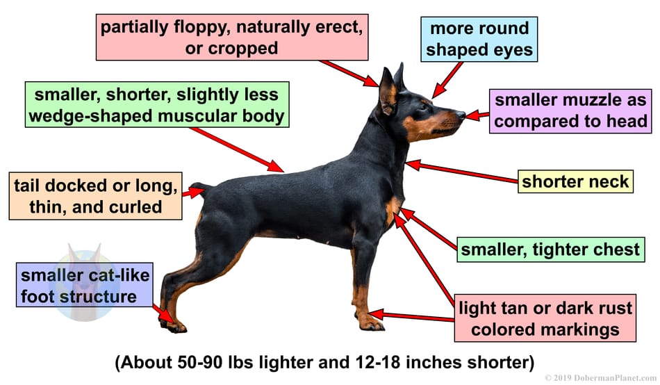 Miniature Pinscher physical traits as compared to a Doberman Pinscher.