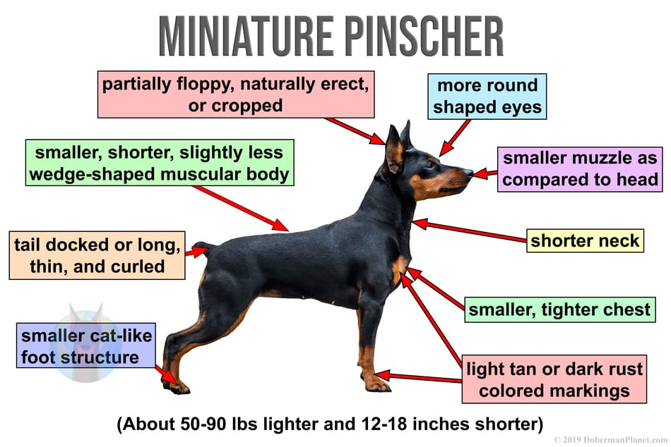 large miniature pinscher