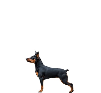 Example of a Miniature Pinscher.