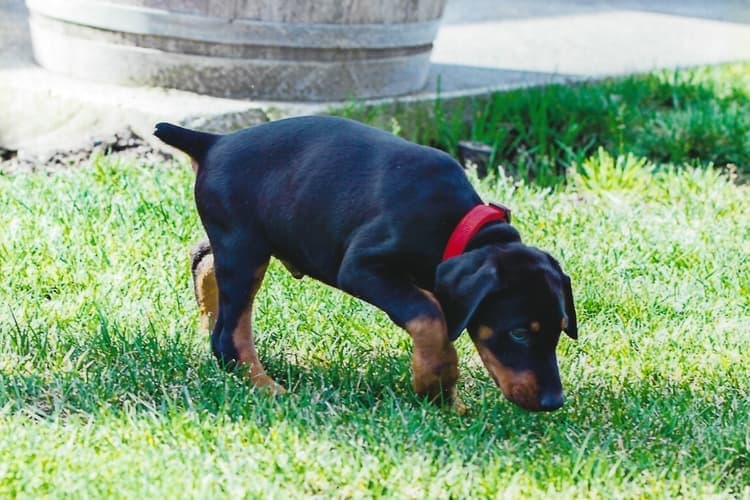 Potty training a Doberman puppy on the grass.