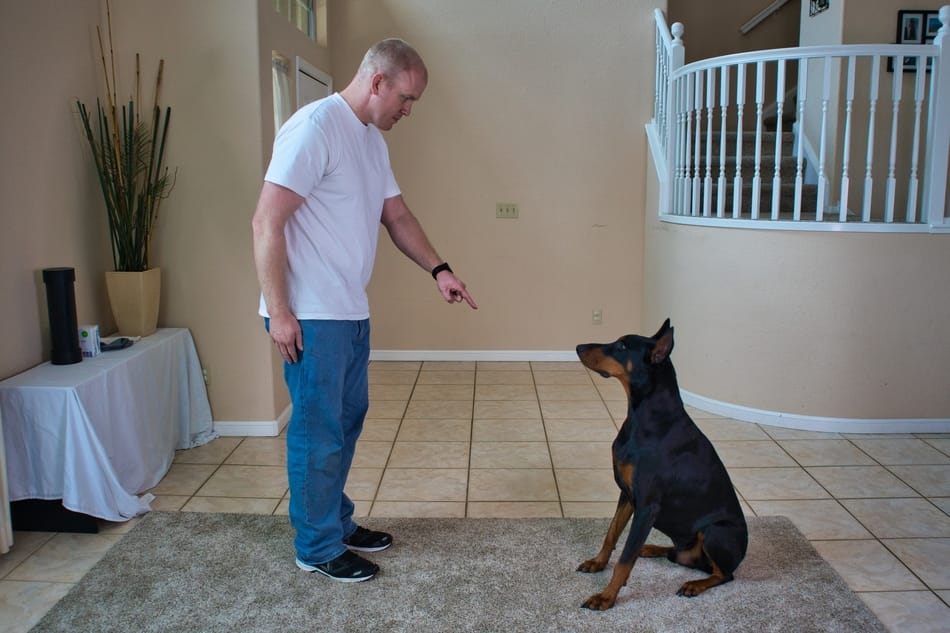 Using a visual cue to get my Doberman to sit on command.