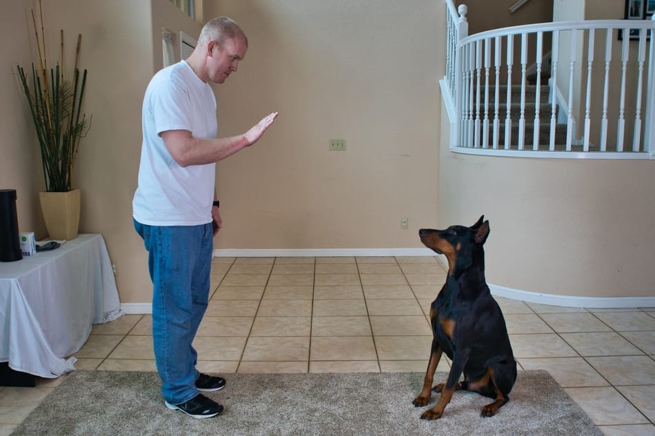 Practicing the stay command with my Doberman.