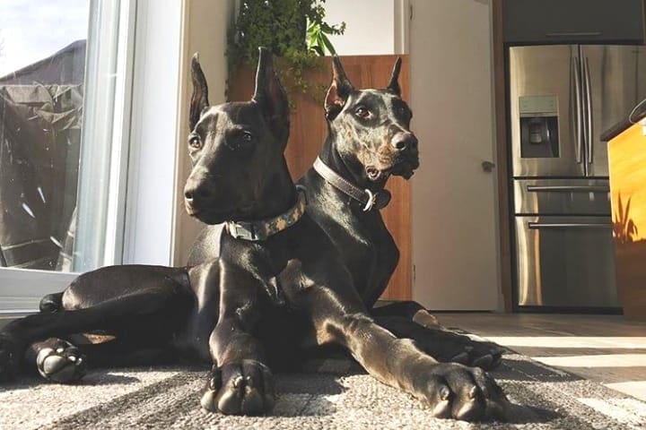 Are All-Black Dobermans Rare 