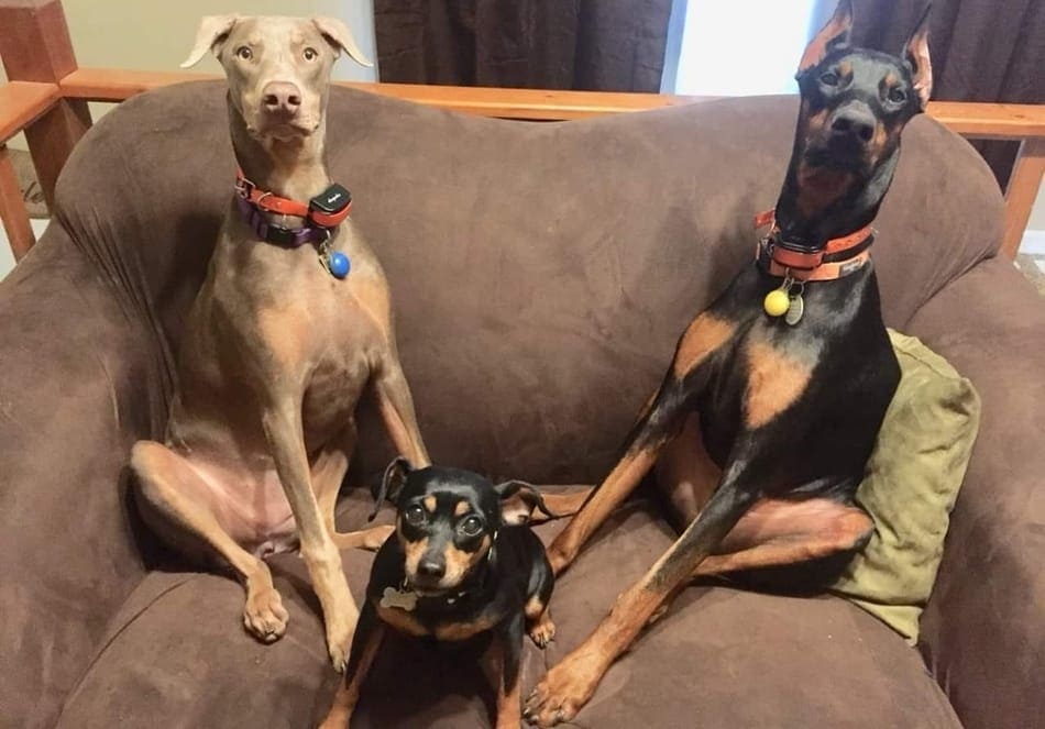 Two Dobermans relaxing with a Min Pin.