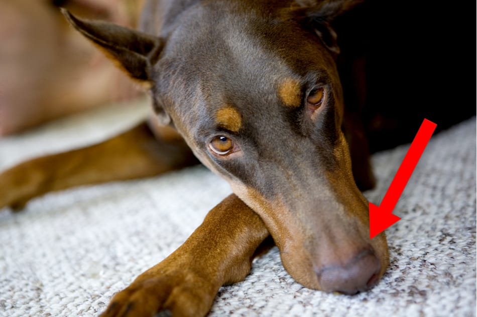 Doberman lying on the carpet with a dry nose.