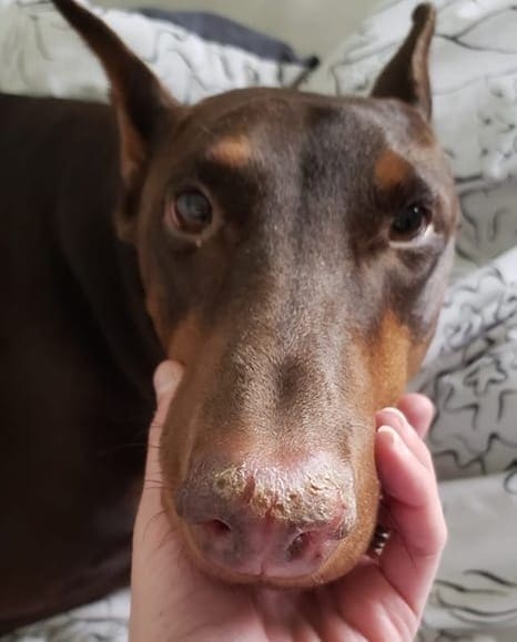 Doberman undergoing a treatment for a dry nose.