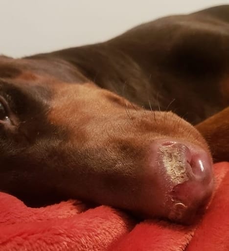 A Doberman with a dry nose condition lays down on a bed.