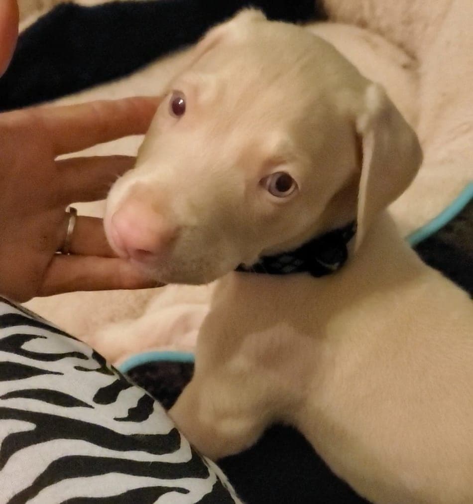 A white Doberman puppy with his owner.