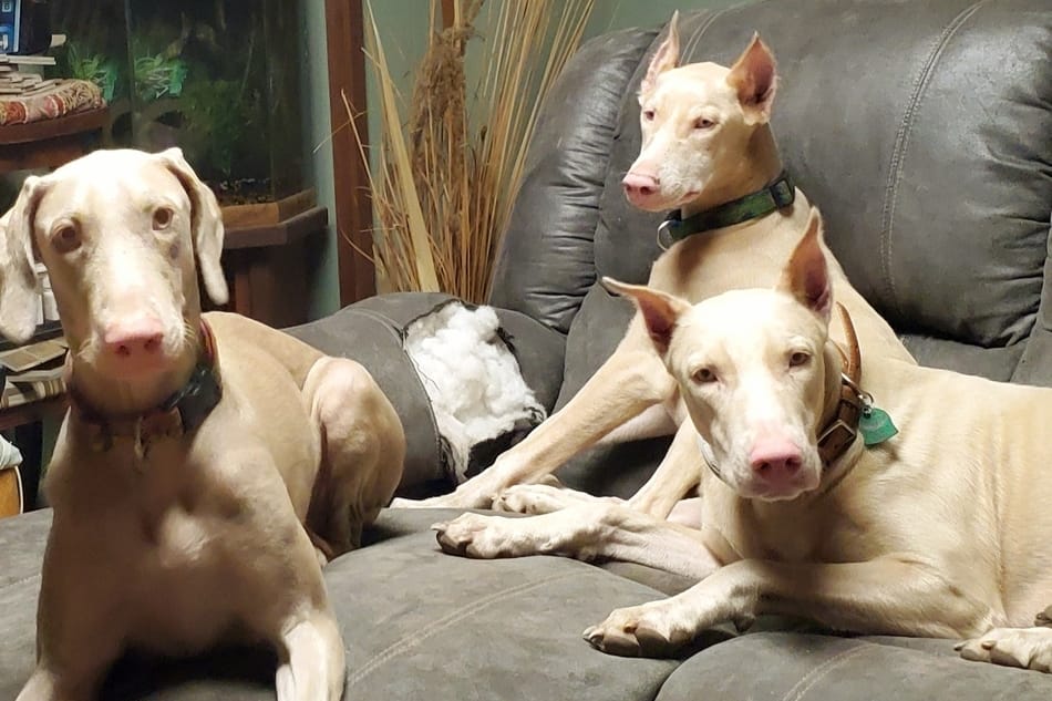 Three white Dobermans sitting on a couch together.