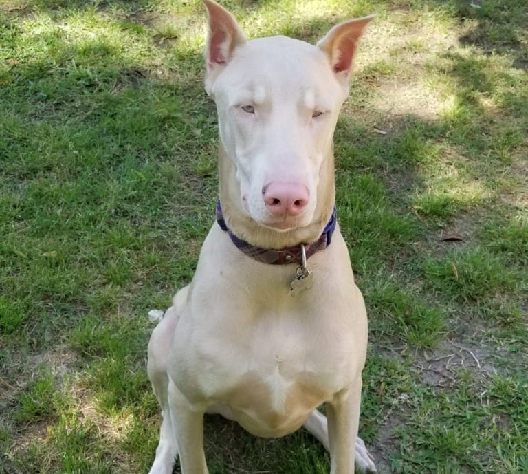 White Doberman FrontLarge Doberman