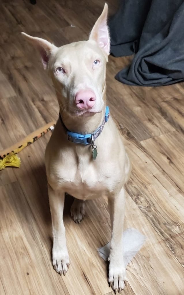 White Doberman sits down inside while training.