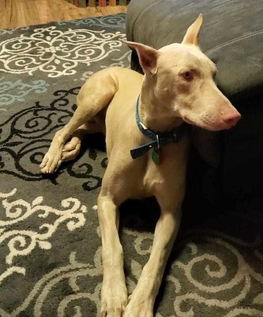 white doberman for sale near me