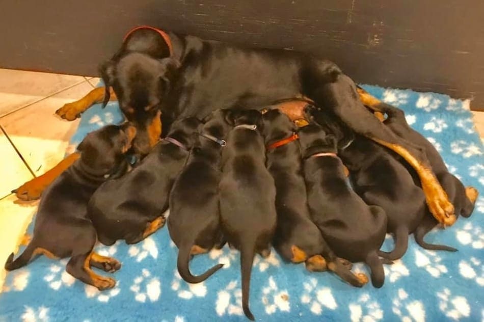 A Doberman female just gave birth to puppies in her whelping box.