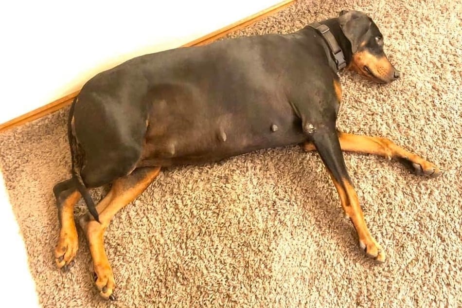 A lethargic pregnant Doberman mother.