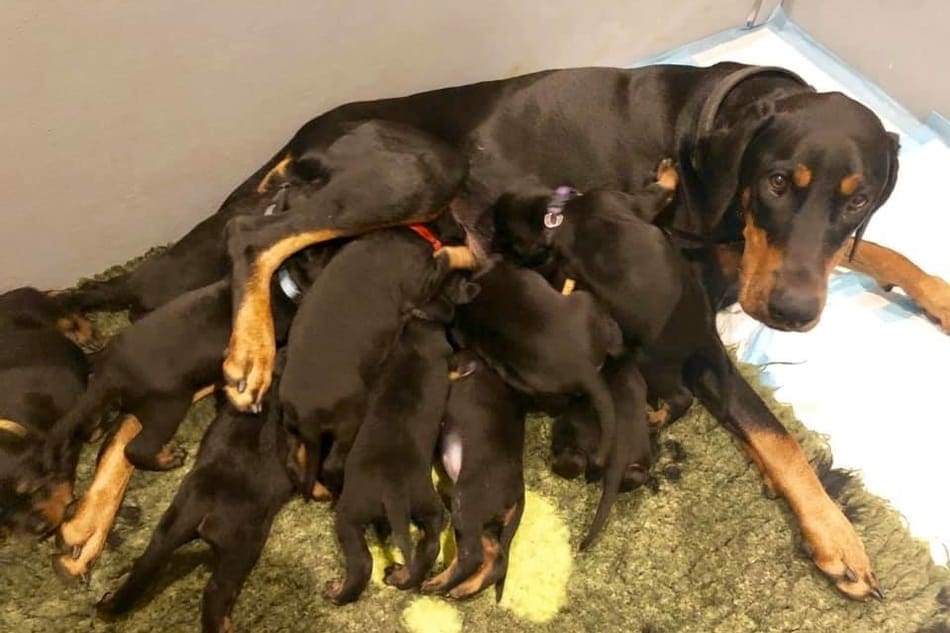 A Doberman mother who just gave birth.