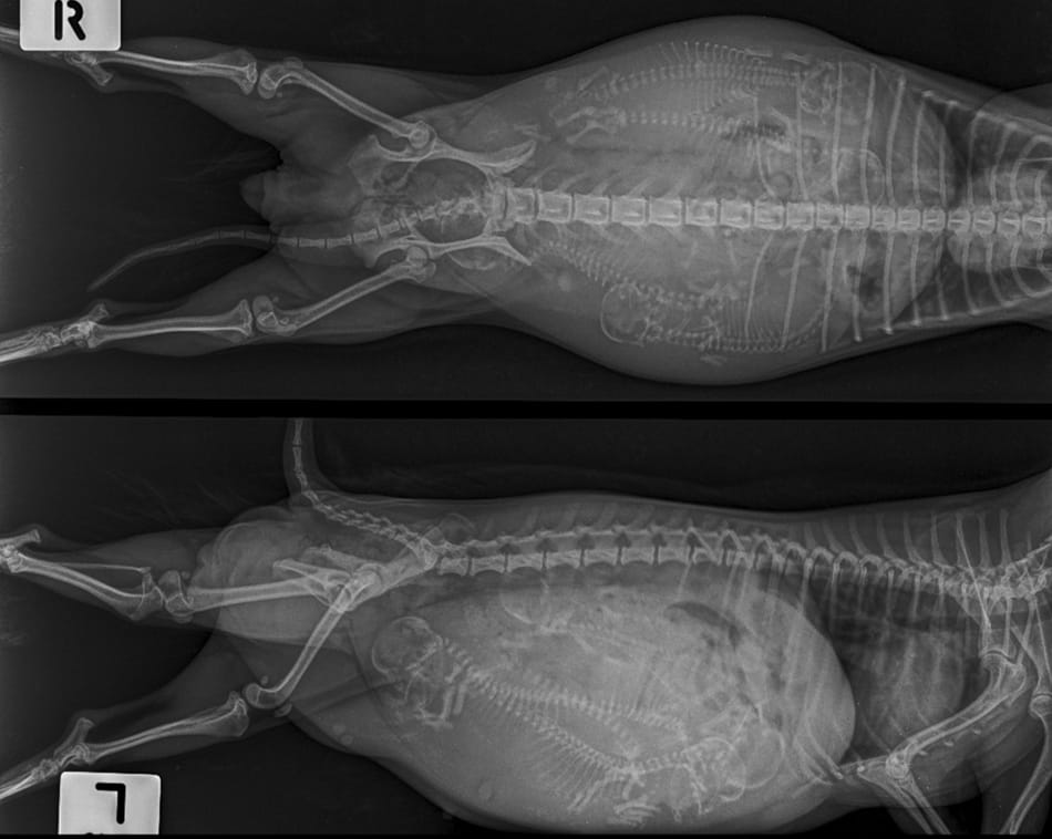 X-Ray of a pregnant doberman.