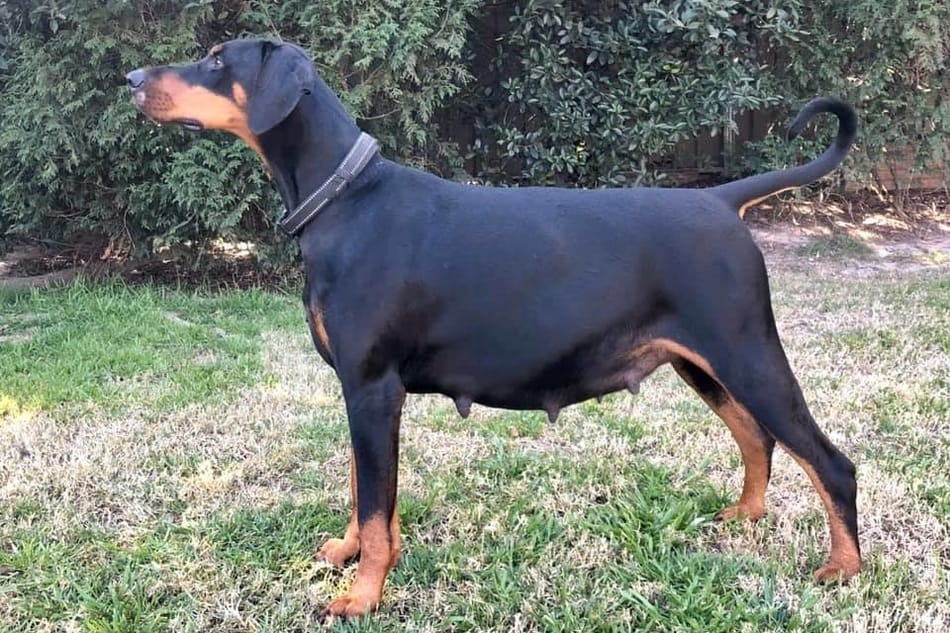 Side view of a pregnant Doberman.