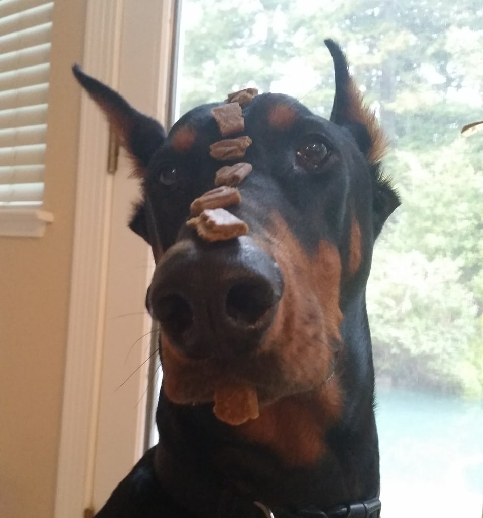 My Doberman is balancing treats on his nose without drooling at all.