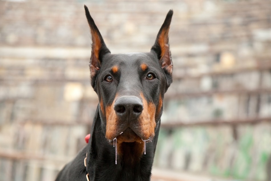 Drooling Doberman