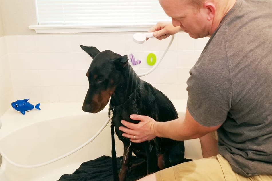Doberman Getting a Bath