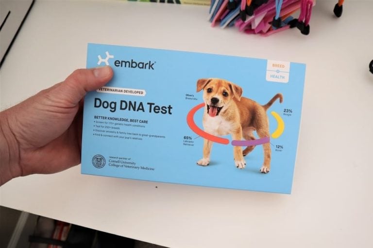 Doberman DNA Health Testing The Complete Guide Doberman