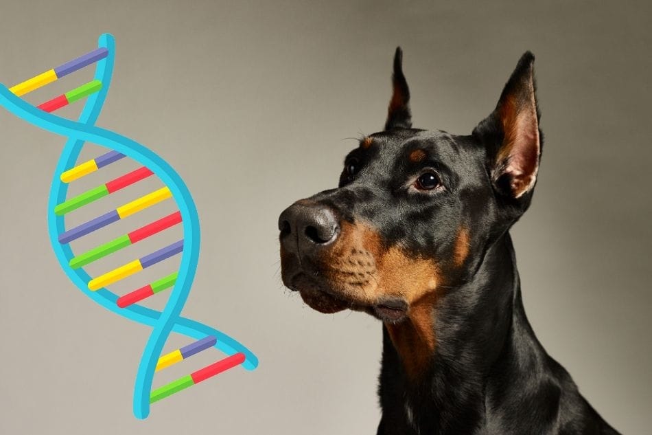 Doberman DNA Health Testing: The 