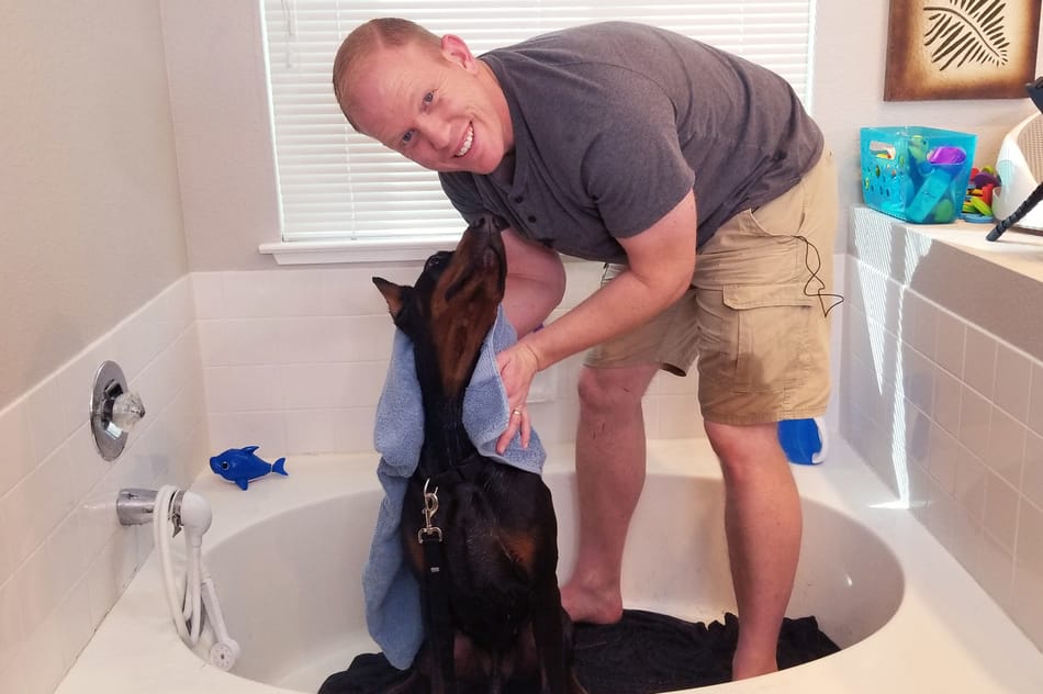 Using a towel to dry my Doberman after his bath.