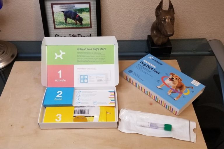 Doberman DNA Health Testing The Complete Guide Doberman