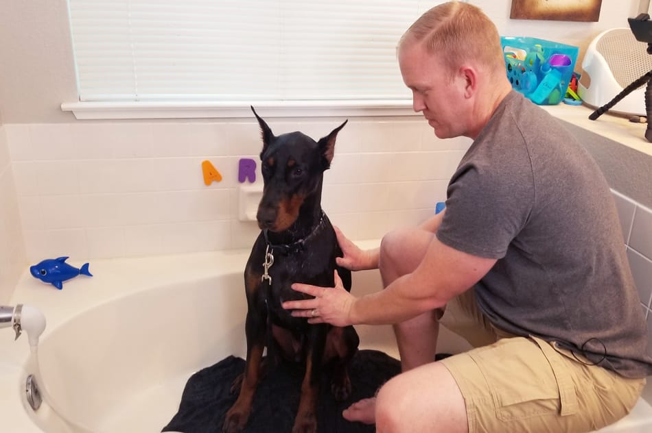 Wetting and lathering my Doberman with shampoo.