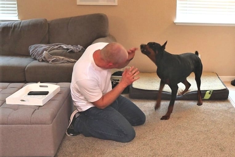 A Doberman turn on its owner.