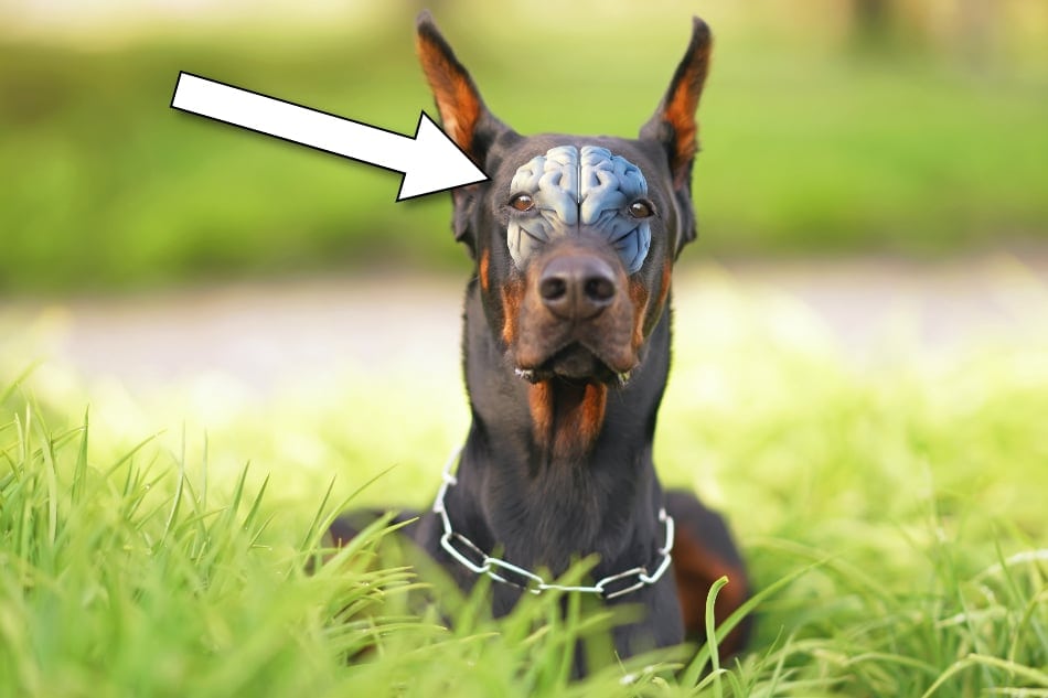 doberman small size