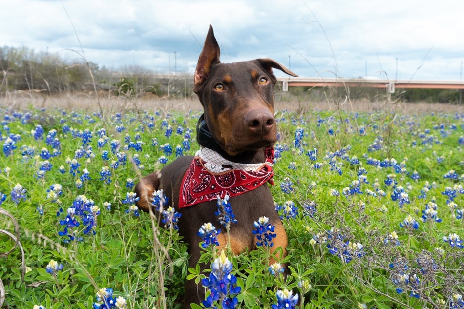 A loving Dobeman poses for a picture in a field for their owner.