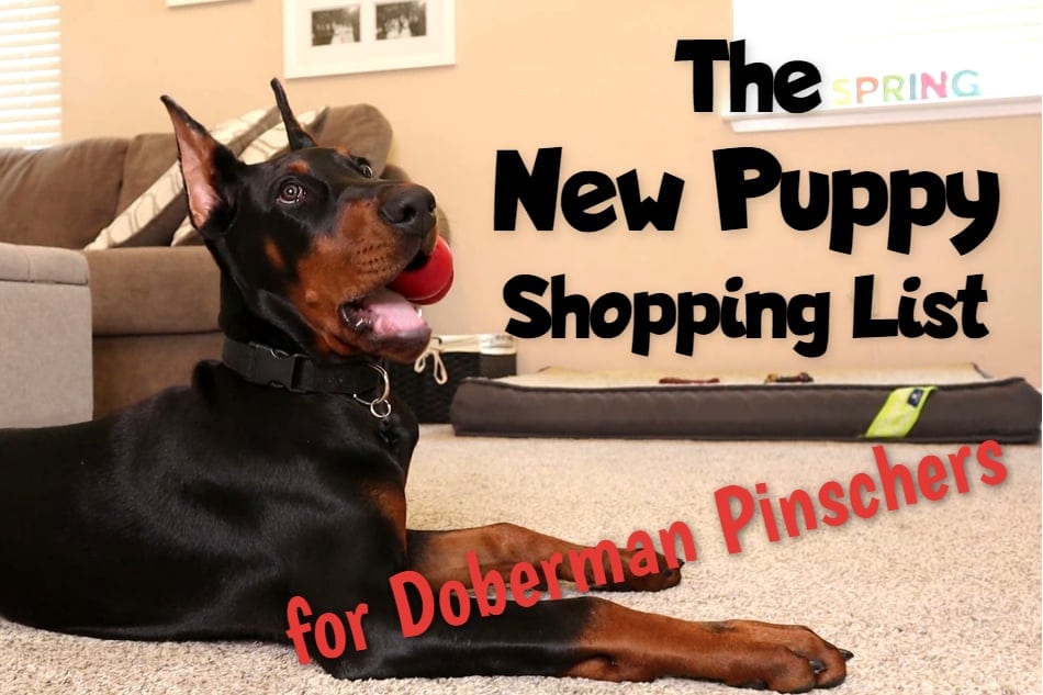 Doberman puppy surrounding by toys and other must have products.