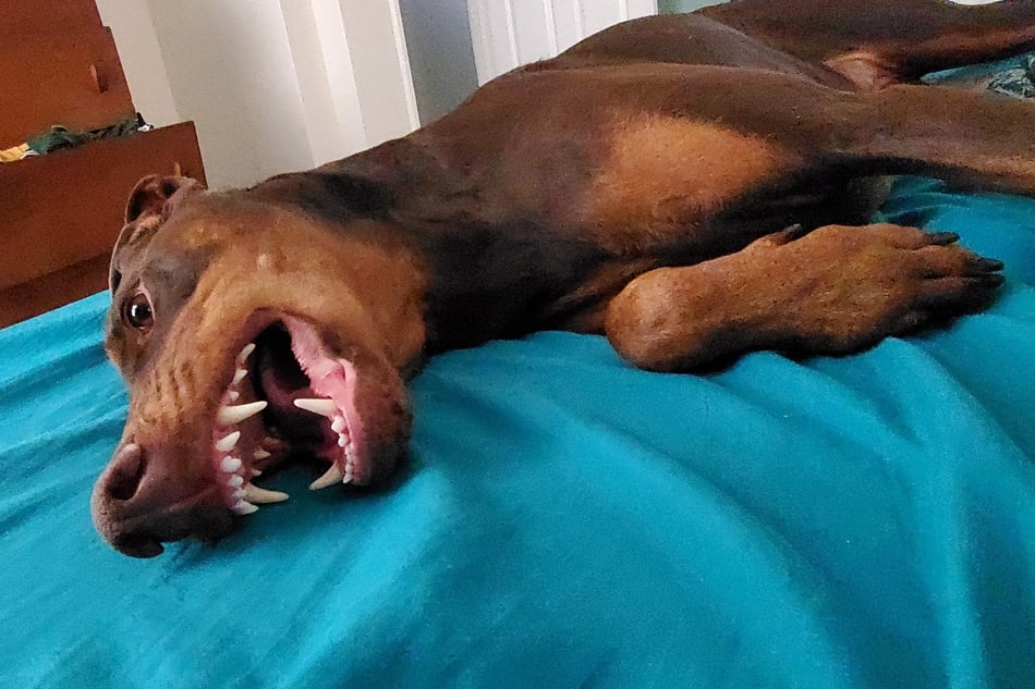 A red Doberman lying on the bed and showing teeth.