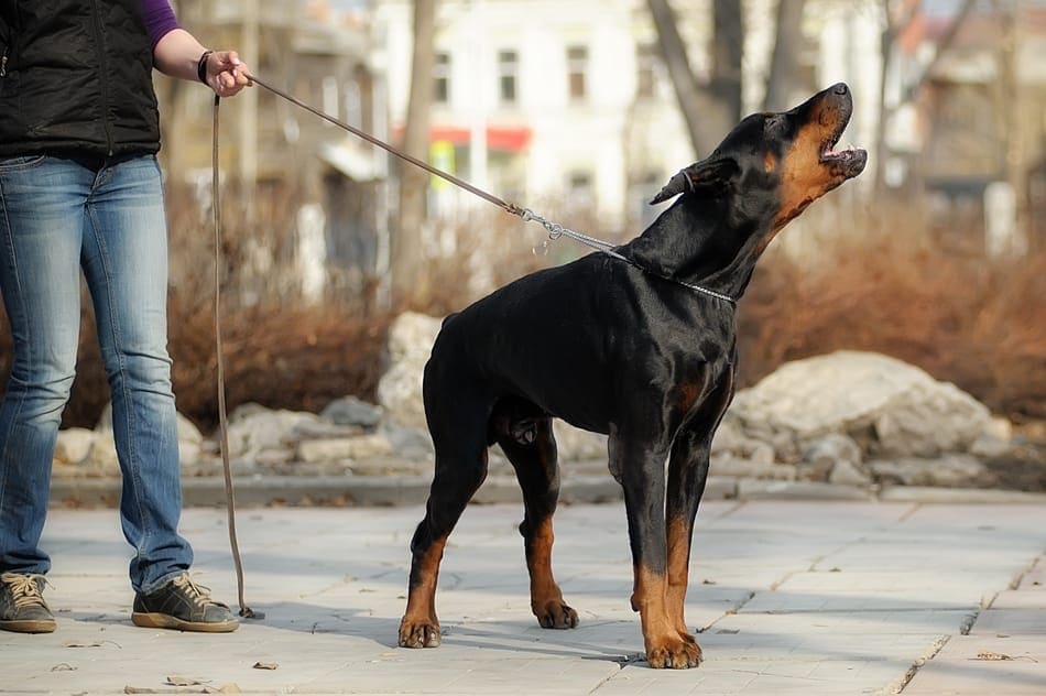 Doberman barking while on a leash in public.