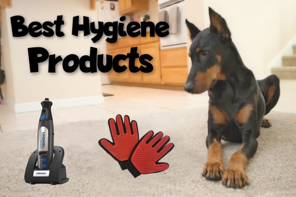 A Doberman looking at various hygiene products and title image.