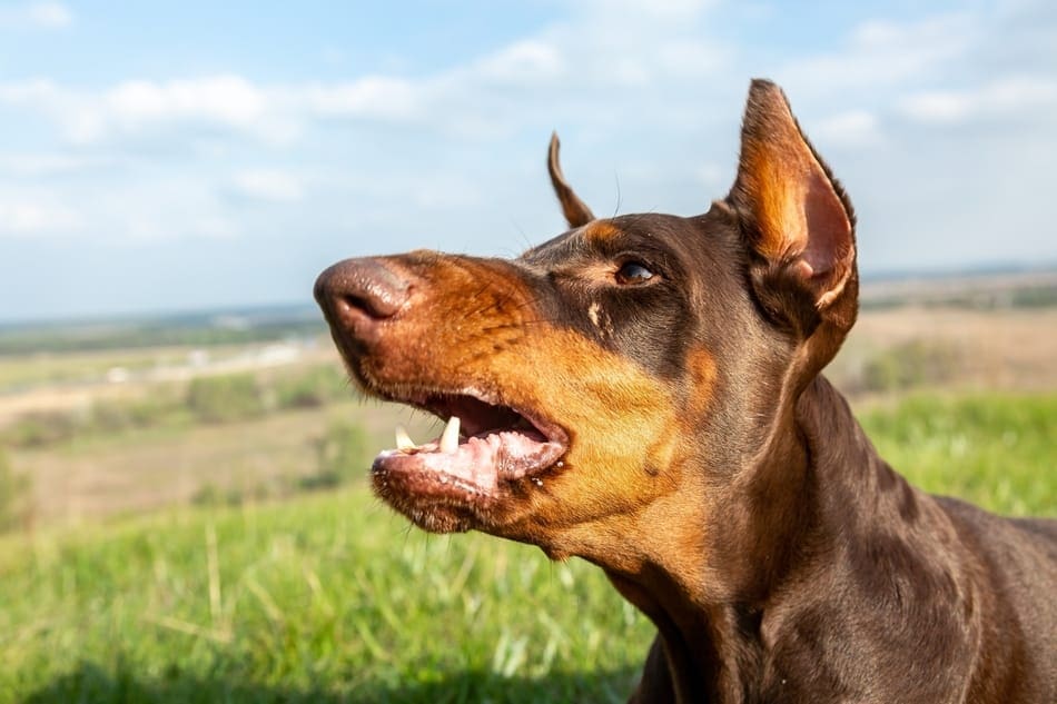 Doberman barking long distances outdoors.