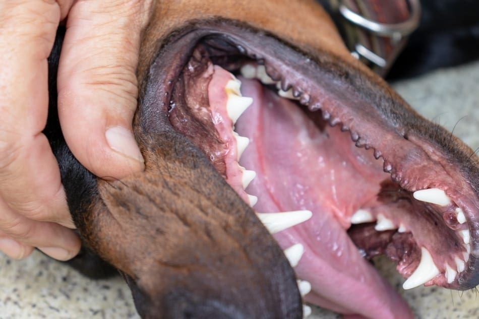 Well brushed Doberman teeth.