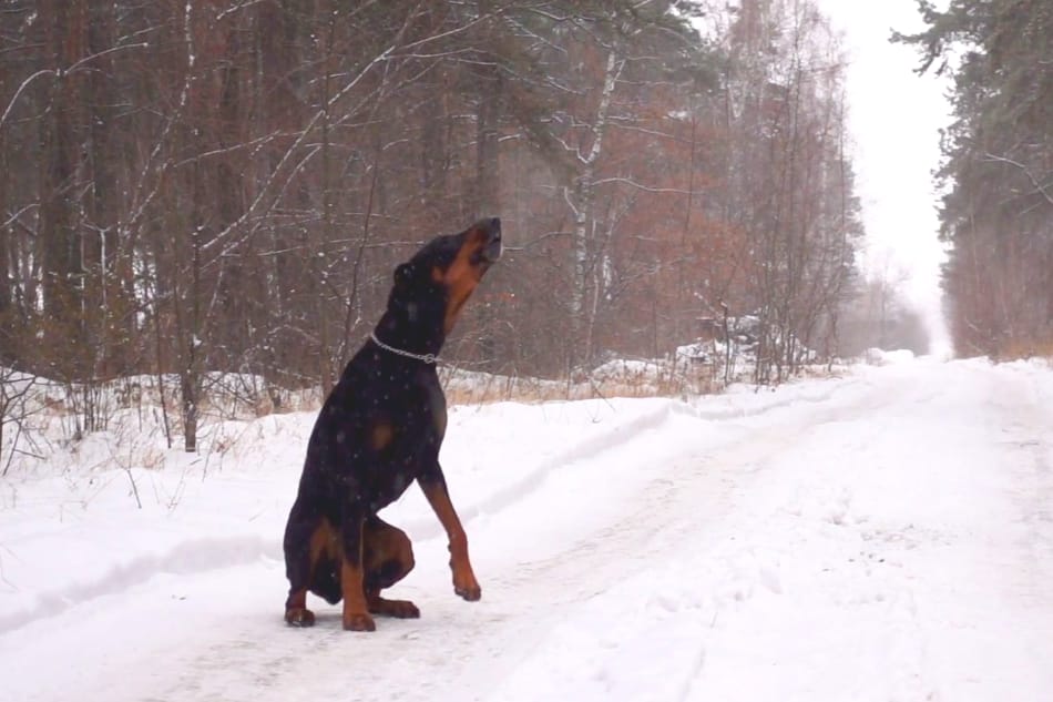 A Doberman is howling for its owner in the snow.