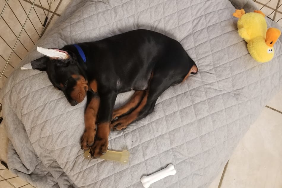 Doberman puppy sleeping in bed.